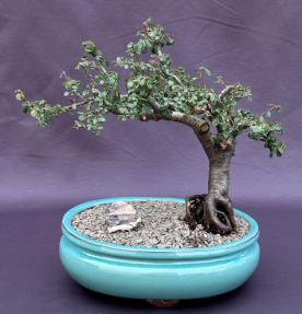 Flowering & Fruiting Evergreen Cotoneaster Bonsai Tree<br><i>(dammeri 'streibs findling')</i>