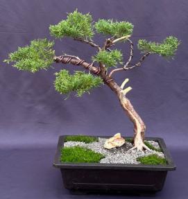 Golden Chinese Juniper Bonsai Tree<br>Trained with Jin & Shari Style<br>(Juniperus × pfitzeriana 'Old Gold')
