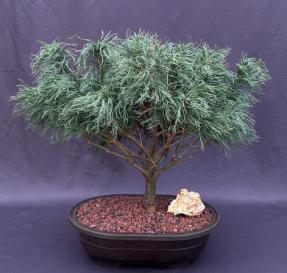 Mini Twists Eastern White Pine<br>(Pinus strobus Mini Twists)