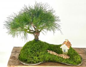 Mugo Pine Bonsai Tree<br><i>(pinus mugo 'valley cushion')</i>