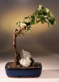 Wine Grape Bonsai Bonsai Tree<br>Tempranillo - Red