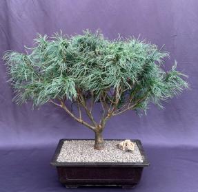 Mini Twists Eastern White Pine<br>(Pinus strobus Mini Twists)