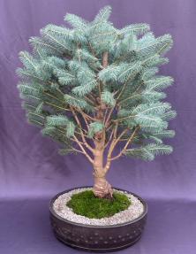 Colorado Blue Spruce Bonsai Tree<br><i>(picea pungens 'Globosa')</i>
