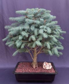 Colorado Blue Spruce Bonsai Tree<br><i>(picea pungens 'Globosa')</i>