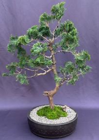 Hinoki Cypress Bonsai Tree<br><i>(chamecyparis obtusa 'Nana Gracilis')</i>