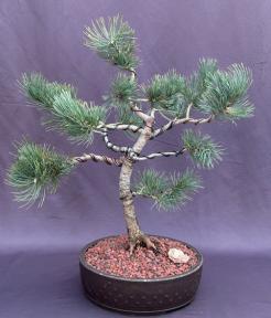 Limber Pine Bonsai Tree<br>(Pinus flexilis)