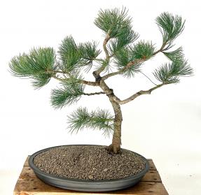 Limber Pine Bonsai Tree<br>(Pinus flexilis)