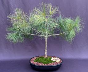 Eastern White Pine Bonsai Tree<br><i>(Pinus strobus)</i>