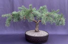 Hillside Creeper Scots Pine Bonsai Tree<br>(Pinus sylvestris 'Hillside Creeper')