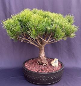 Mugo Pine Bonsai Tree<br><i>(pinus mugp 'valley cushion')</i>