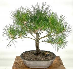 Japanese Red Pine Bonsai Tree<br>(pinus densiflora)