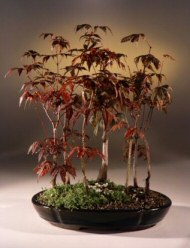 Japanese Red Maple Bonsai Tree<br><i>(Acer Palmatum 