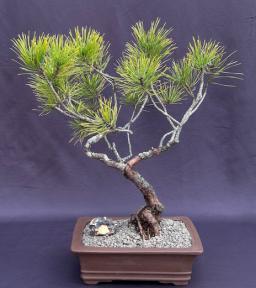 Seed Grown Pitch Pine Bonsai Tree<br>Semi-Upright<br>(Pinus rigida)