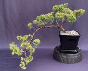 Golden Chinese Shimpaku Bonsai Tree<br>Cascading Style<br>( Juniperus chinensis 'Shimpaku Aurea')