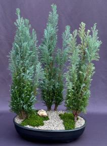 European Cypress Evergreen Bonsai Tree<br>Three Tree Forest Group <br><i>(chamaecypari Iawsoniana 'ellwoodii')</i>