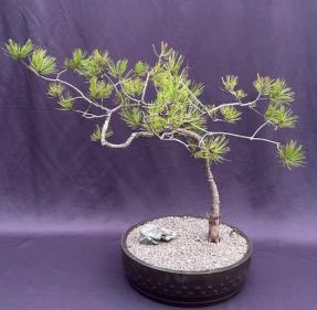 Pitch Pine Bonsai Tree<br>Bunjin Style<br>(Pinus rigida)