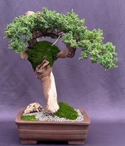 Juniper Bonsai Tree - Phoenix Graft<br><i></i>(juniper procumbens nana)