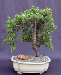 Weeping Juniper Bonsai Tree<br><i>(juniper procumbens nana)</i>