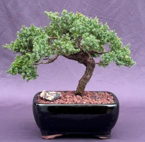 Juniper Bonsai Tree - Trained <br><i>(juniper procumbens nana)</i>