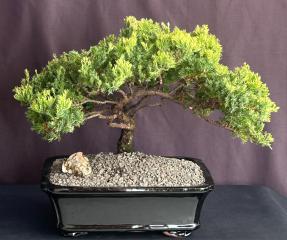 Juniper Bonsai Tree - Trained <br><i>(juniper procumbens nana)</i>