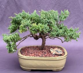 Juniper Bonsai Tree - Trained <br><i>(juniper procumbens nana)</i>