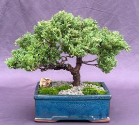 Juniper Bonsai Tree - Trained <br><i>(juniper procumbens nana)</i>