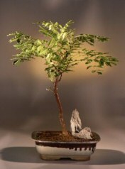 Japanese Wisteria Bonsai Tree<br><i>(wisteria floribunda)</i>