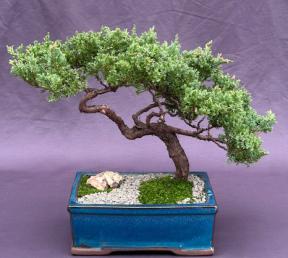 Juniper Bonsai Tree - Trained <br><i>(juniper procumbens nana)</i>