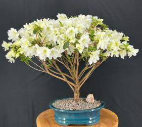 Flowering White Azalea Bonsai Tree<br>(Azalea x 'Delaware Valley White' )