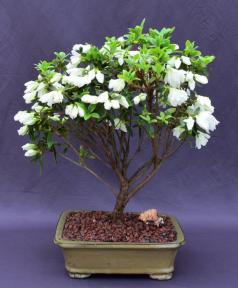 Flowering White Azalea Bonsai Tree<br>(Azalea x 'Delaware Valley White' )