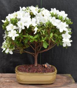 Flowering White Azalea Bonsai Tree<br>(Azalea x 'Delaware Valley White' )