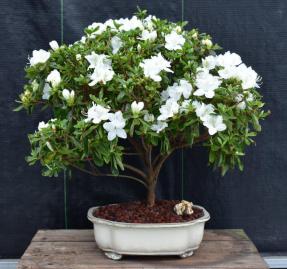 Flowering White Azalea Bonsai Tree<br>(Azalea x 'Delaware Valley White' )