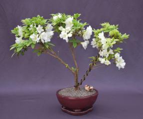 Flowering White Azalea Bonsai Tree<br>(Azalea x 'Delaware Valley White' )