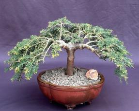 Dwarf Weeping Hemlock Bonsai Tree<br><i>(Tsuga canadensis 'coles prostmate')</i>