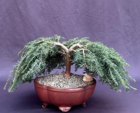 Dwarf Weeping Hemlock Bonsai Tree<br><i>(Tsuga canadensis 'coles prostmate')</i>