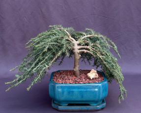 Dwarf Weeping Hemlock Bonsai Tree<br><i>(Tsuga canadensis 'coles prostmate')</i>