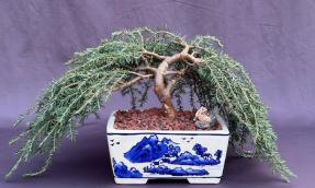 Dwarf Weeping Hemlock Bonsai Tree<br><i>(Tsuga canadensis 'coles prostmate')</i>