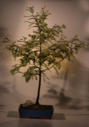 Dawn Redwood Bonsai Tree<br><i>(metasequoia glyptostrobides)</i>