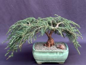 Dwarf Weeping Hemlock Bonsai Tree<br><i>(Tsuga canadensis 'coles prostmate')</i>