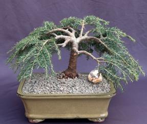 Dwarf Weeping Hemlock Bonsai Tree<br><i>(Tsuga canadensis 'coles prostmate')</i>