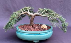 Dwarf Weeping Hemlock Bonsai Tree<br><i>(Tsuga canadensis 'coles prostmate')</i>