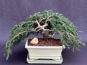 Dwarf Weeping Hemlock Bonsai Tree<br><i>(Tsuga canadensis 'coles prostmate')</i>