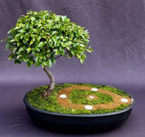 Flowering Sweet Plum Bonsai Tree<br>Baseball Scene<br>(sageretia theezans)</i>