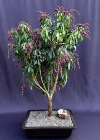 Flowering Valley Valentine Japanese Andromeda Bonsai Tree<br>(Pieris japonica 'Valley Valentine')