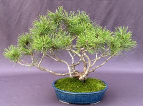 Mugo Pine Bonsai Tree<br><i>(pinus mugo 'valley cushion')</i>