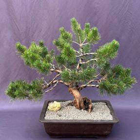 Dwarf Mugo Pine Bonsai Tree<br>(Pinus mugo 'pumilio')