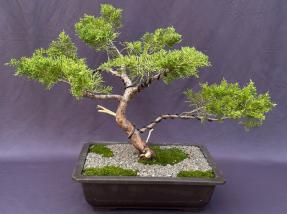 Golden Chinese Juniper Bonsai Tree<br>Trained in Jin Style<br>(Juniperus  pfitzeriana 'Old Gold')