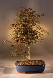 Dwarf Red Japanese Red Maple<br><i>(Acer Palmatum 'deshojo')</i>