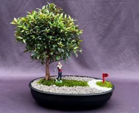 Flowering Brush Cherry Bonsai Tree<br><i>Miniature Golf Course Scene<br><i>(eugenia myrtifolia)</i>