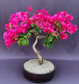 Flowering Bougainvillea Bonsai Tree<br><i>(Pink Pixie)</i>